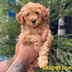Muhteşem Apricot Toy Poodle Erkek Yavrumuz 2