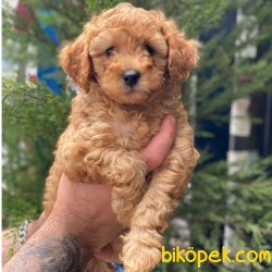 Muhteşem Apricot Toy Poodle Erkek Yavrumuz 4