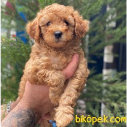 Muhteşem Apricot Toy Poodle Erkek Yavrumuz 3