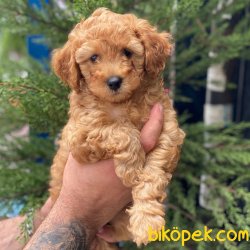 Muhteşem Apricot Toy Poodle Erkek Yavrumuz 1