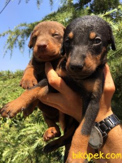 Muhteşem Asil Doberman Yavrularımız 5