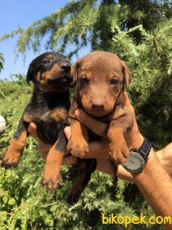 Muhteşem Asil Doberman Yavrularımız 1