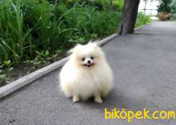 MUHTEŞEM AYI SURAT BOO 1