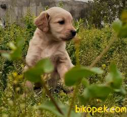 Muhteşem Babyface Golden Retriever Yavruları 3