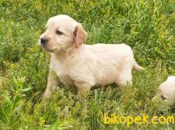 Muhteşem Babyface Golden Retriever Yavruları 4