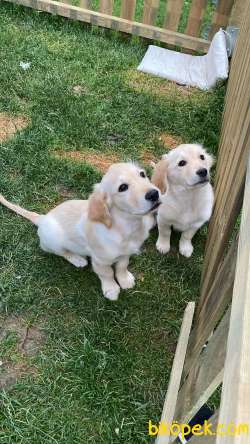 Muhteşem Babyface Golden Retriever Yavruları 1