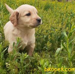 Muhteşem Babyface Golden Retriever Yavruları 5