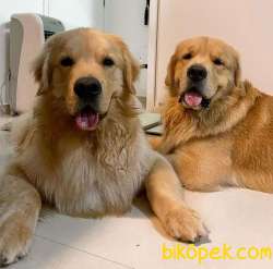 Muhteşem Babyface Golden Retriever Yavruları 2