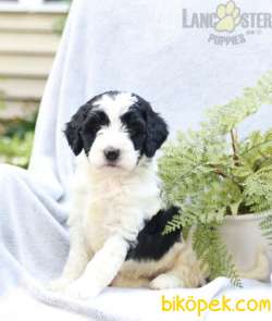 MUHTEŞEM BERNEDOODLE YAVRULARIMIZ 2
