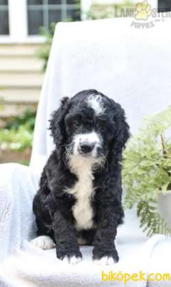 MUHTEŞEM BERNEDOODLE YAVRULARIMIZ 3