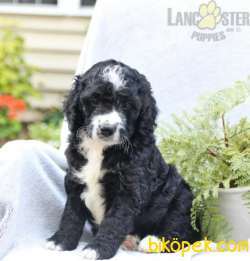 MUHTEŞEM BERNEDOODLE YAVRULARIMIZ SİZLERLE 1