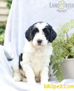 MUHTEŞEM BERNEDOODLE YAVRULARIMIZ SİZLERLE 3