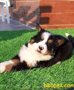 MUHTESEM BERNESE DOG YAVRULARI 1