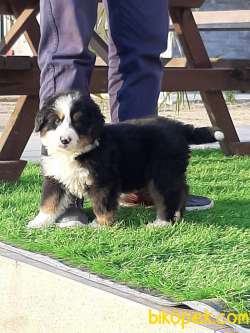 MUHTESEM BERNESE DOG YAVRULARI 3