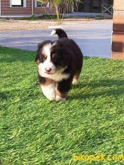 MUHTESEM BERNESE DOG YAVRULARI 5