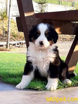 MUHTESEM BERNESE DOG YAVRULARI 2