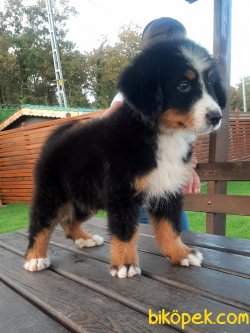 MUHTESEM  BERNESE MOUNTAIN DOG 2
