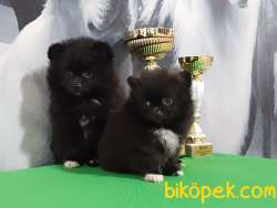 MUHTEŞEM BLACK POMERANİAN BOO YAVRULARI 3