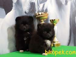 MUHTEŞEM BLACK POMERANİAN BOO YAVRULARI 1