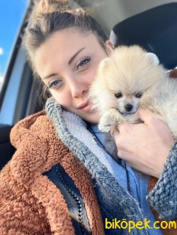 Muhteşem Boo Pomeranian En İyi Yavrular 1