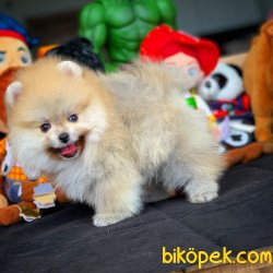 Muhteşem Boo Pomeranian En İyi Yavrular 2
