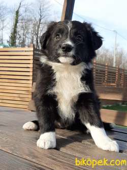 MUHTESEM BORDER COLLİ YAVRULARI 2
