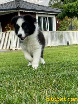 Muhteşem Border Collie Yavruları Istanbul 5