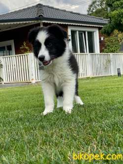 Muhteşem Border Collie Yavruları Istanbul 2