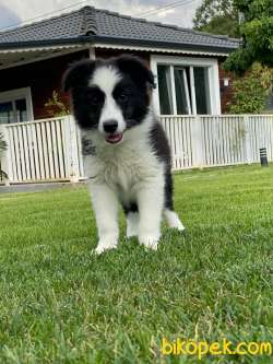 Muhteşem Border Collie Yavruları Istanbul 3