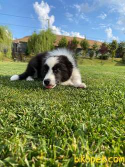 Muhteşem Border Collie Yavruları Istanbul