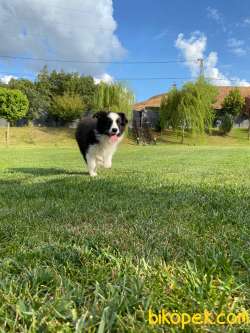 Muhteşem Border Collie Yavruları Istanbul 4