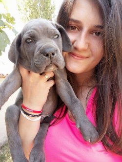 Muhteşem Cane Corso Yavruları 2