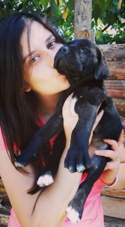 Muhteşem Cane Corso Yavruları 1