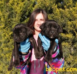 Muhteşem Cane Corso Yavruları 3