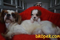 Muhteşem Cavalier Bebekler 3
