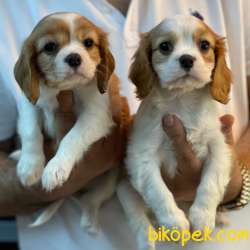 Muhteşem Cavalier King Charles Yavrularımız 1