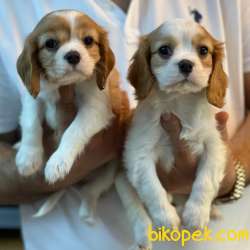 Muhteşem Cavalier King Charles Yavrularımız 3