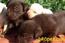Muhteşem Chocolate Labrador Bebekler 2