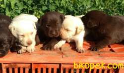 Muhteşem Chocolate Labrador Bebekler 3