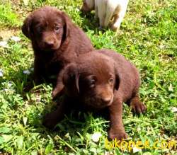 Muhteşem Chocolate Labrador Bebekler 1