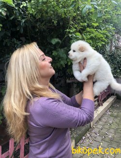 Muhteşem Chow Chow Çin Aslanı Yavrularımız 3