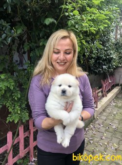 Muhteşem Chow Chow Çin Aslanı Yavrularımız 2
