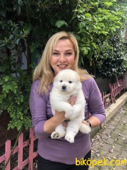 Muhteşem Chow Chow Çin Aslanı Yavrularımız 4