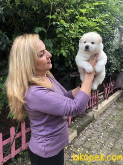 Muhteşem Chow Chow Çin Aslanı Yavrularımız 1