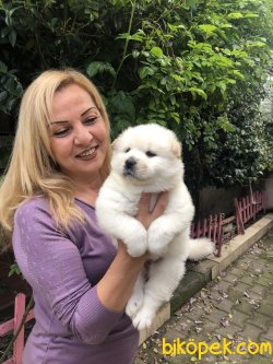 Muhteşem Chow Chow Çin Aslanı Yavrularımız 5