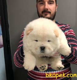 MUHTEŞEM CHOW CHOW YAVRULAR 2