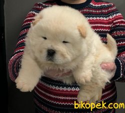 MUHTEŞEM CHOW CHOW YAVRULAR 1