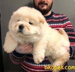 MUHTEŞEM CHOW CHOW YAVRULAR 3