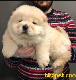 MUHTEŞEM CHOW CHOW YAVRULAR 4
