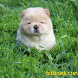 Muhteşem Chow Chow Yavruları 2
